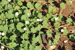 Malvella sherardiana, photograph (c) yelena_antipova, some rights reserved (CC BY)