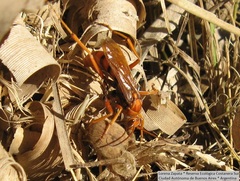 Polybetes rapidus