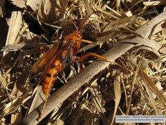 Polybetes rapidus