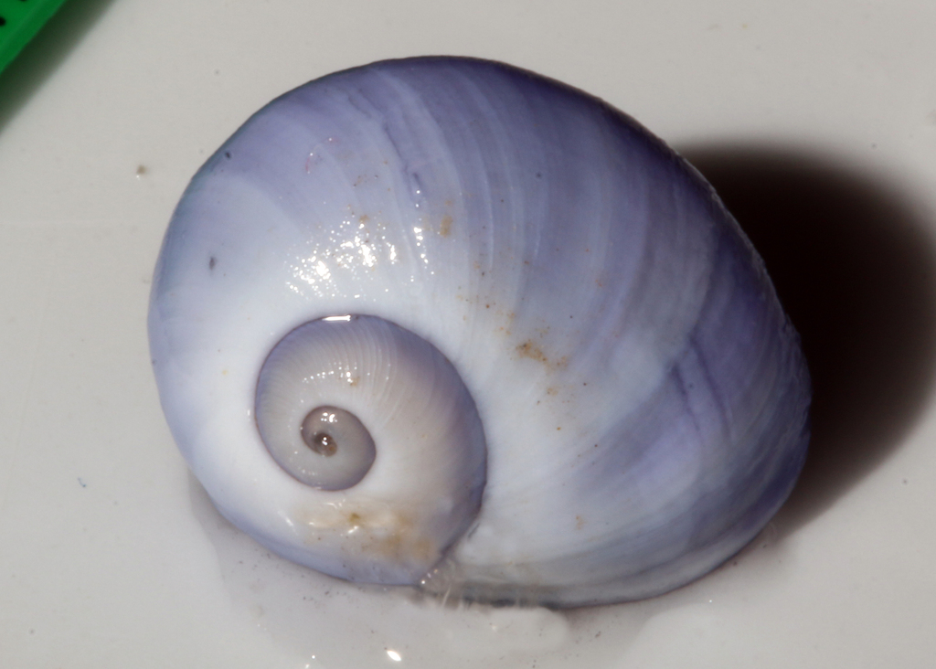 Violet Shellfish Violet Sea Snail from North Coogee, WA, AU on July 8, 2020 at 03:02 PM ...