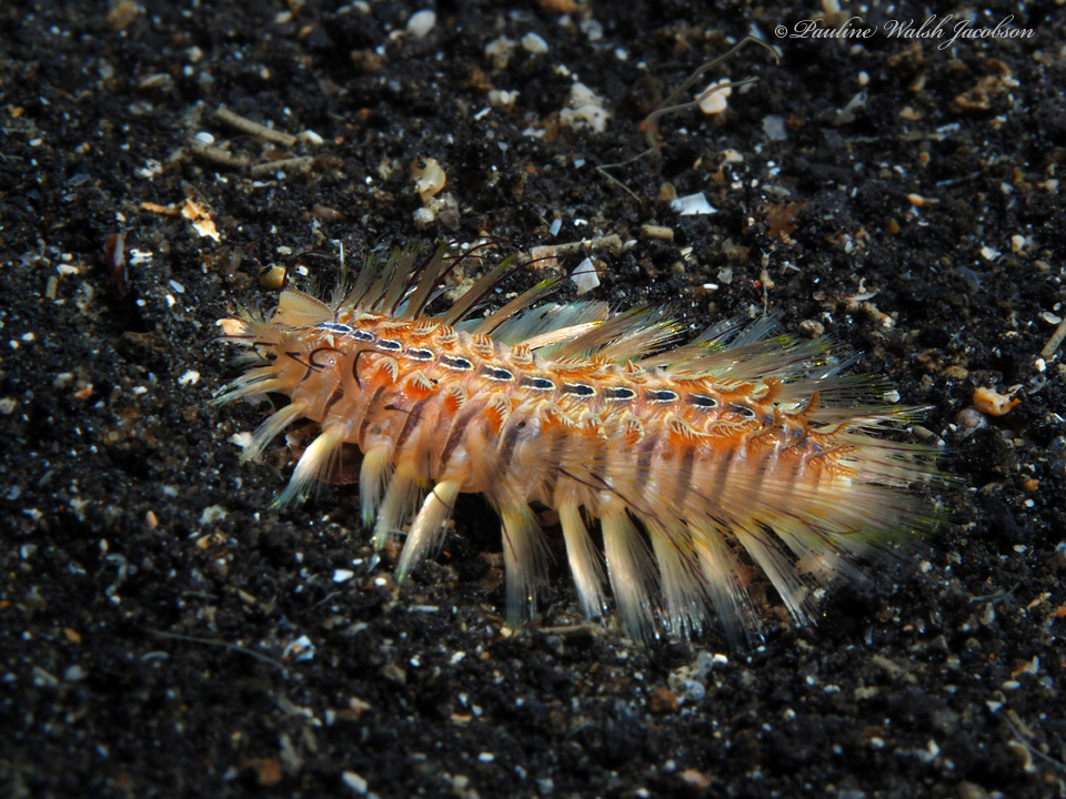 Chloeia amphora