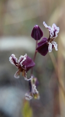 Streptanthus glandulosus pulchellus