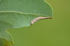 Macrodiplosis roboris