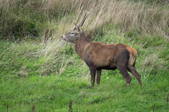 Cervus elaphus elaphus