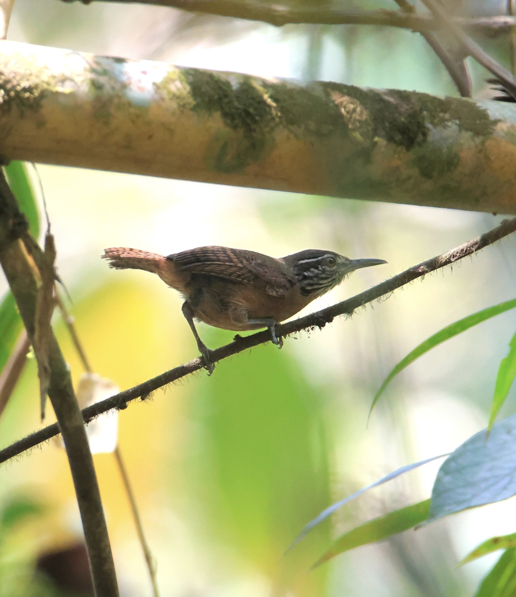 Stripe-throated Wren (Cantorchilus leucopogon), photo 3