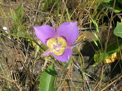 Calochortus macrocarpus macrocarpus
