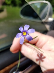 Sisyrinchium pruinosum