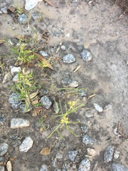Sisymbrium irio