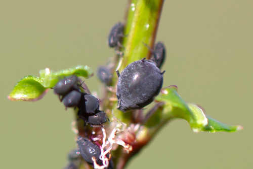 Bean Aphid photo 5