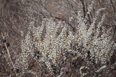 Salix humilis tristis