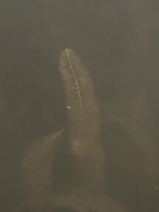 Utricularia floridana