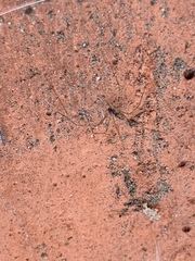 Pholcus phalangioides