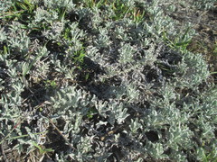 Arctotis stoechadifolia