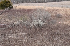 Salix humilis tristis