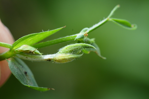 Dasineura lathyri