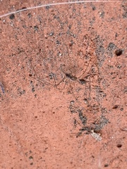 Pholcus phalangioides