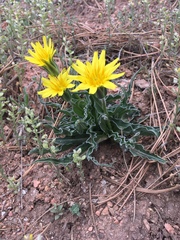 Nothocalais cuspidata