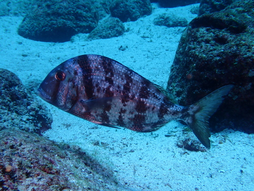 Galapagos porgy (Calamus taurinus) — Sparidae — 4