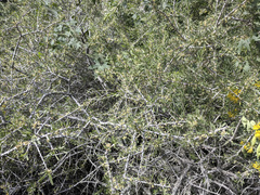 Prunus fasciculata