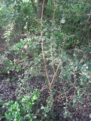 Randia obcordata