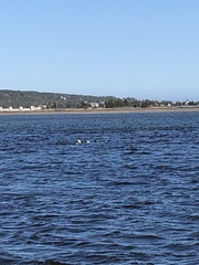 Somateria mollissima