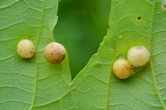 Pediaspis aceris