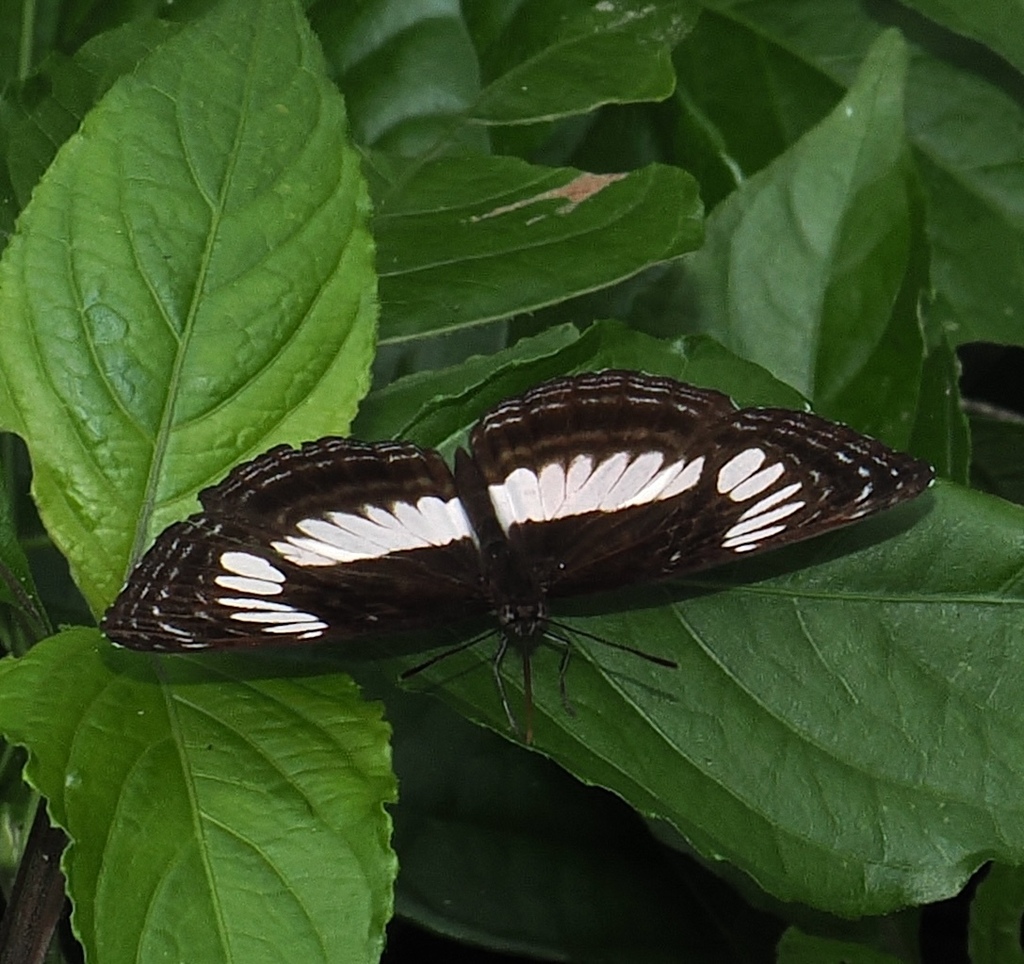 Neptis alta