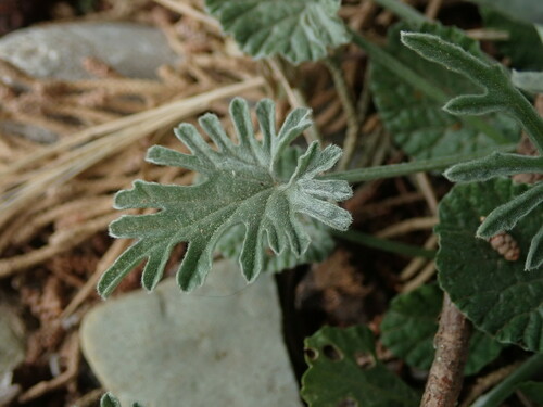 Image of Convolvulus elegantissimus by (c) Daniel Cahen, some rights reserved (CC BY)