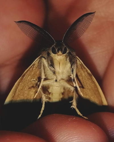 Spongy moth