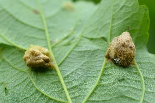 Dichatomus acerinus