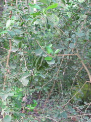 Randia obcordata