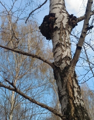 Inonotus obliquus sterilis