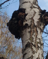 Inonotus obliquus sterilis