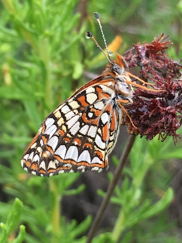 Gabb's Checkerspot