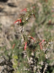 Melaleuca eriocarpa