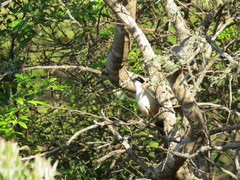 Laniarius ferrugineus