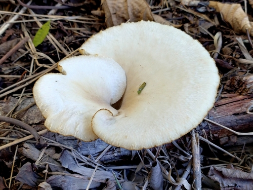 Favolus tessellatus