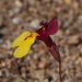 Kelso Creek Monkeyflower - Photo (c) Justin Paulin, some rights reserved (CC BY), uploaded by Justin Paulin