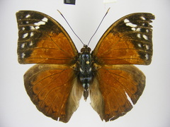 Bebearia plistonax