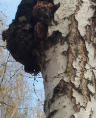 Inonotus obliquus sterilis