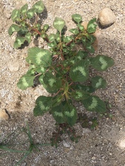 Magnoliopsida