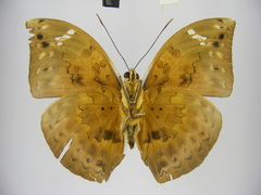 Bebearia plistonax