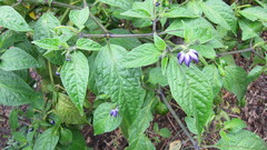 © Felix Uribe, some rights reserved (CC-BY-NC)