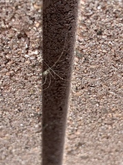 Pholcus phalangioides