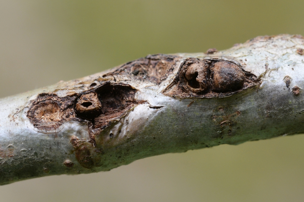 barnacle gall