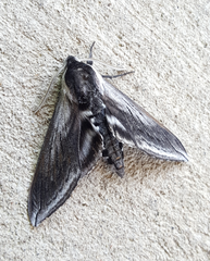 Sphinx perelegans