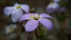 Leptosiphon androsaceus