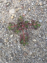 Magnoliopsida