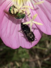 Acmaeodera ornatoides