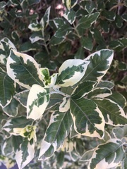 Angiospermae